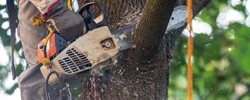 How Our Tree Care Process Works  in  Ivey, GA