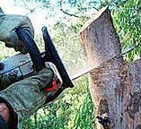 Best Tree Preservation Services  in Ivey, GA