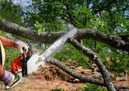 Best Tree Planting  in Ivey, GA
