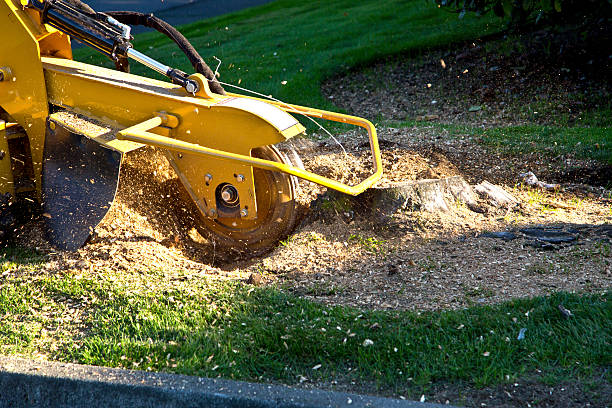 Best Lawn Drainage Solutions  in Ivey, GA