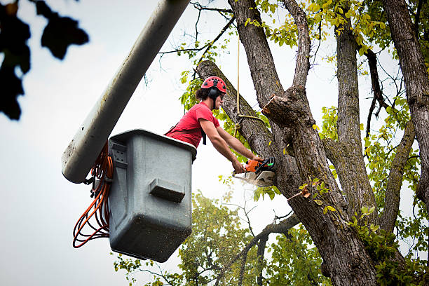Ivey, GA Tree Services Company